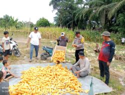 Polsek Tanjung Raja Dukung Ketahanan Pangan, Panen Jagung Pipil Bersama Pemdes Ulak Kerbau Lama