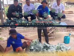 Lapas Siborongborong Panen Brokoli, Wujud Komitmen Mendukung Ketahanan Pangan