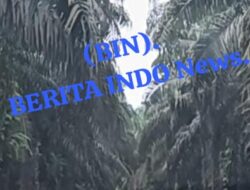 Diduga Tidak Takut Hukum Kebun Sawit Ratusan Hektare Kawasan Hutan Lindung Pantai Nadi Dan Diduga Yang di Milik Bos Akiong, Satgas PKH & Kejati Babel Didesak Segera Bertindak Secarah Tegas