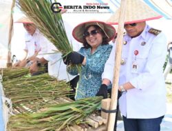 Kolaborasi Pemerintah Daerah, Kelompok Tani dan Dunia Usaha: Bupati Panen Raya Padi Gogo di Parsingguran II