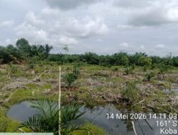 Wow..Hutan Kawasan Atau Hutan Lindung (HL) di Garap Kebun Kelapa Sawit Milik Big Boss Atet
