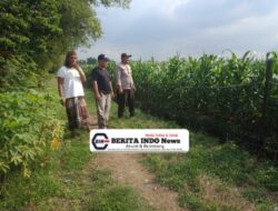 Polisi dan Petani Optimalkan Lahan Jagung untuk Dukung Swasembada Pangan Nasional