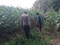 Dukung Ketahanan Pangan, Bhabinkamtibmas Desa Kedungjati Sambang Tanaman Jagung Milik Warga Binaan