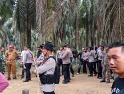 Ratusan Massa Menginap Di Kebun Sawit PTPN 7 Bekri Lampung Tengah