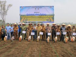 Dorong Pertanian Modern dan Berkelanjutan, Pemkab Tapanuli Utara Tanam Jagung Bersama di Kawasan Pertanian Terpadu Sijaba